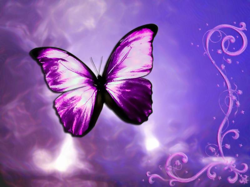 whatever-happens-butterfly-purple